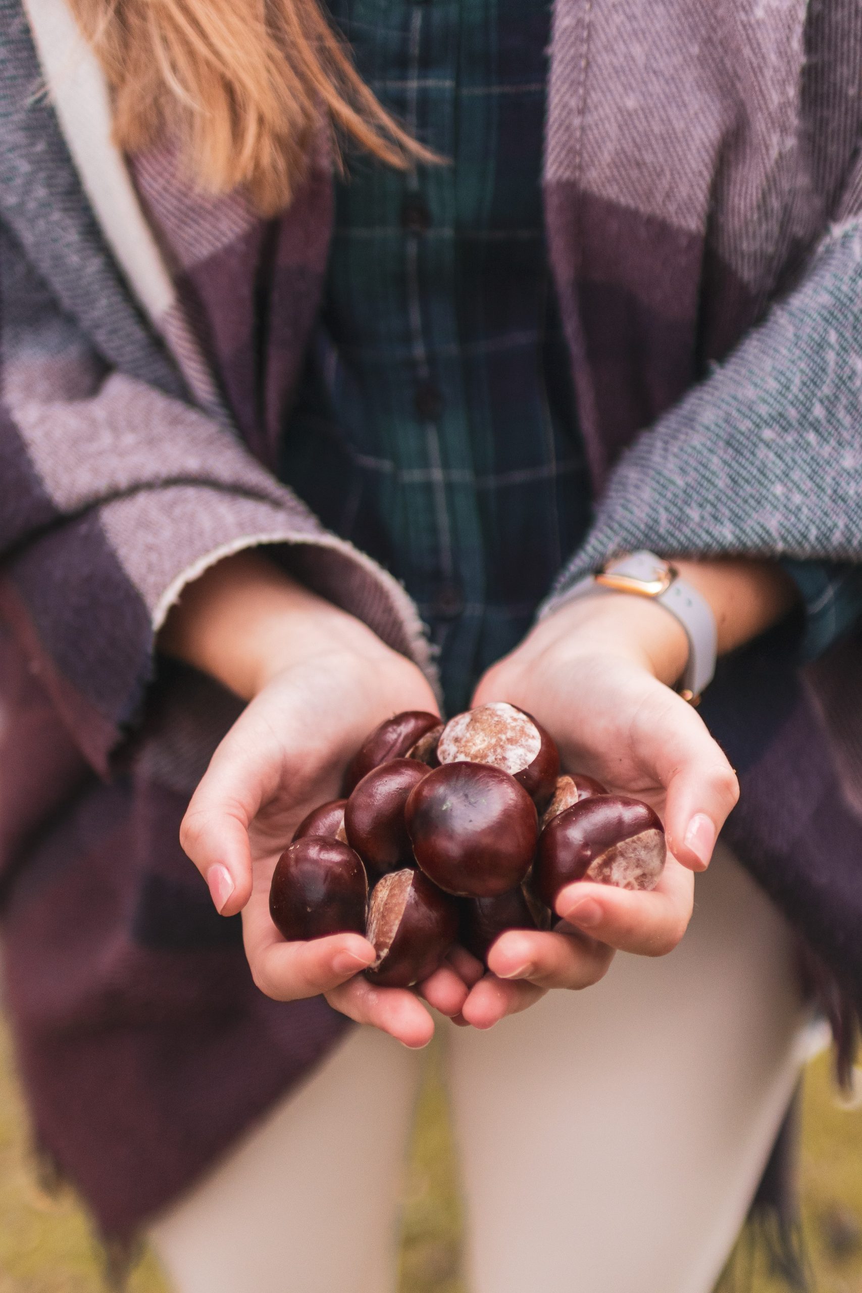 premium-turkish-chestnuar